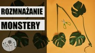 Rozmnażanie i zagęszczanie MONSTERY.  Jak rozmnażać monsterę ?