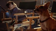 Cziłała z Beverly Hills 3(Beverly Hills Chihuahua 3)2012 lektor pl