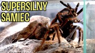 Kopulacja GIGANTÓW! Pamphobeteus sp.  mascara