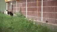 Atak szczura na koty