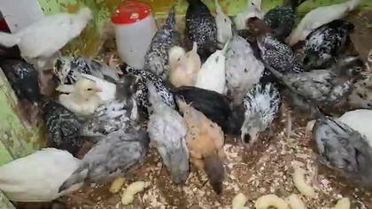 Kurczaki w kropki * polka dot chickens * 24.  08.  2025 (2)