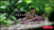 Akwarium 54L