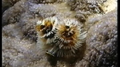 50 milionów lat pod wodą [Lektor PL]