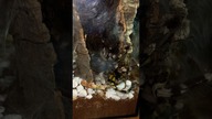 Atak poecilotheria regalis