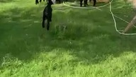A new way to feed goats 