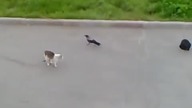 Czarny VS Bialy kot, czyli koty jak z Harrego Pottera