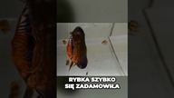 Dzikie paletki  