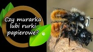 Czy murarki lubią rurki z papieru?