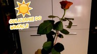 10 ODLICZANIE DO WAKACJI: Róża