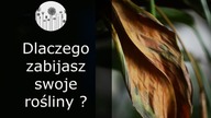 6 najczesciej popełnianych błedow w uprawie roslin domowych
