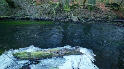 10H Deep Forest River for Focus &bull; Continuous Natural Water Flow