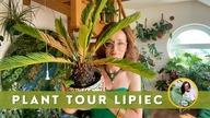 Roślinne aktualizacje Plant Tour Lipiec Moje rośliny domowe