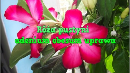 39 Adenium Obesum - pustynna róża Kwiaty Uprawa