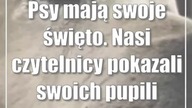 Psy mają swoje święto.  Nasi czytelnicy pokazali swoich pupili