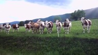 Muzykalne krowy