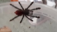 Avicularia juruensis (immat.  gender unknown) size