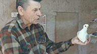 Zbigniew Łoboda - Mewka Polska - Prezentacja Gołębi Ozdobnych Krótkodziób.