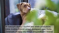Jedzenie, które nadzwyczajnie szkodzi Twojemu psu i kotu - NIE DAWAJ IM TEGO!