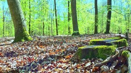 Morning Forest Birds & Gentle Woodland Ambience &bull; Natural Sounds