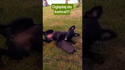 AWARIA GRAWITACJI!  Nela walczy z kapciem!  #shorts