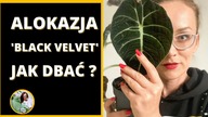 Alokazja - jak dbać, podlewać, pielęgnować, rozmnażać ?