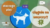 Dlaczego pies ciągnie na smyczy