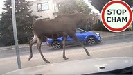Uwaga! Zwierzęta na drodze #10 - [Nie dla wrażliwych +18]