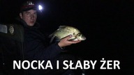 Nocka i słaby żer - feeder - trup
