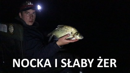 Nocka i słaby żer - feeder - trup