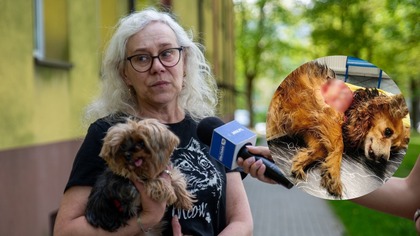 Pies nie przeżył ataku dzików w Jaworznie.