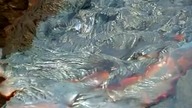 Wielka Encyklopedia Zwierzat. 2006.pl NARODZINY OCEANU