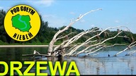 Drzewa - Kajakowy Spływ Wisłą 2020 (Pod Gołym Niebem)