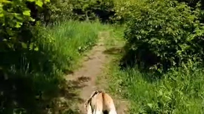 Rubik wraca do lasu!