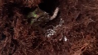 Failed (and then successful) frog feeding 
