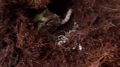 Failed (and then successful) frog feeding 