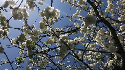 Testiimony of George