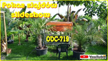 Odc-719-Pokaz slajdów-Ogród egzotyczny,botaniczny,palmiarnia,prywatny ogród wystrzałowy 