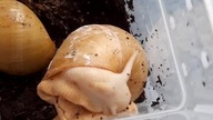 Archachatina icterica (albino) 
