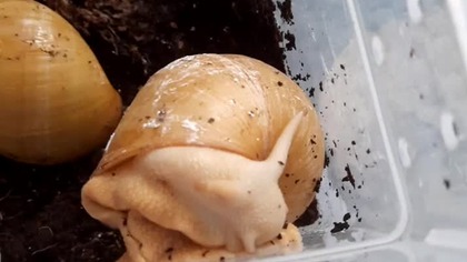 Archachatina icterica (albino) 