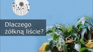 Dlaczego z&oacute;łkną liście u moich roślin? Z&oacute;łte liście u roślin domowych