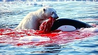 Kiedy Orka Spotyka Bardzo Głodnego Niedźwiedzia Polarnego