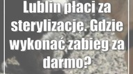 Lublin płaci za sterylizację.  Gdzie wykonać zabieg za darmo?