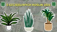 5 roślin przyciągających pieniądze i szczęście do Twojego domu