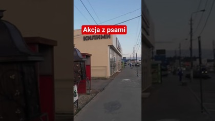 Akcja z psami.  #autostop #travel #travelvlog #podróże #ukraine