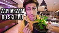Marihuana w USA - Jak to wygląda naprawdę?