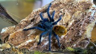 Nowe terra dla Chromatopelma cyaneopubescens + info gatunkowe!