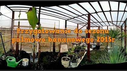60 Musa basjoo,glaucum,araukaria itp.  Przygotowanie do sezonu 15 marzec 2015r