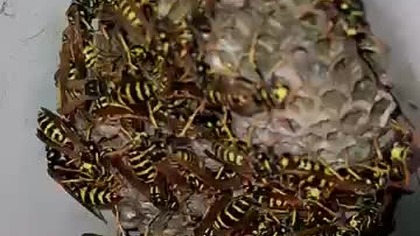 Osy w magazynku * 23.  08.  2025 #osy