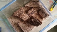 Budowa ścianki korkowej oraz ARANŻACJA  tropikalnego terrarium