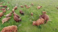Przejście przez most.  Vlog z farmy Czerwiec 2020